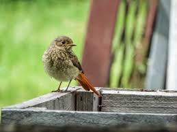 Attēlu rezultāti vaicājumam “Phoenicurus phoenicurus”