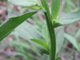 Attēlu rezultāti vaicājumam “Erigeron annuus leaf”