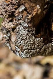 Attēlu rezultāti vaicājumam “Xylobolus frustulatus”