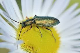 Attēlu rezultāti vaicājumam “Chrysanthia geniculata”