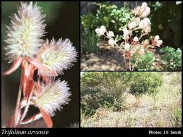 Attēlu rezultāti vaicājumam “Trifolium arvense fruit”