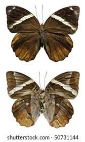 Attēlu rezultāti vaicājumam “Oeneis jutta underside”