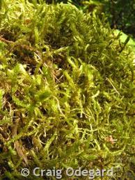 Attēlu rezultāti vaicājumam “Antitrichia curtipendula macro”