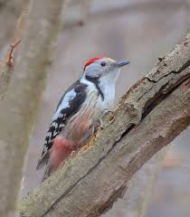 Attēlu rezultāti vaicājumam “Dendrocopos medius nest”