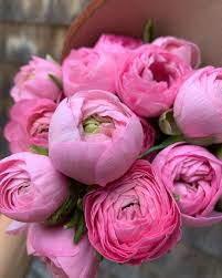 Attēlu rezultāti vaicājumam “Ranunculus elatior flower”