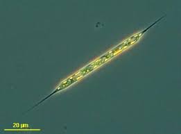 Attēlu rezultāti vaicājumam “Seligeria donniana sporophyte”