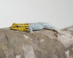 Attēlu rezultāti vaicājumam “Lycogala persicum young”