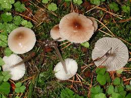Attēlu rezultāti vaicājumam “Mycena zephirus”