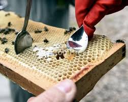 Image result for Newbattle Bowling Club