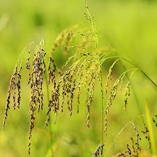Attēlu rezultāti vaicājumam “Glyceria striata fruit”