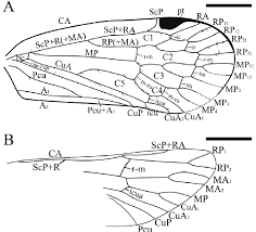 Attēlu rezultāti vaicājumam “Cixius sp.”