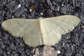 Attēlu rezultāti vaicājumam “Idaea straminata”