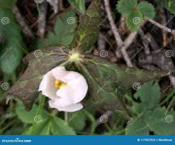 Attēlu rezultāti vaicājumam “Podophyllum hexandrum flower”