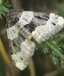 Attēlu rezultāti vaicājumam “Cosmorhoe ocellata”