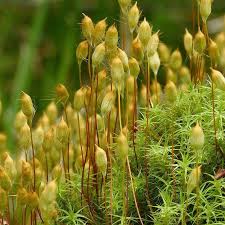 Attēlu rezultāti vaicājumam “Polytrichum commune”