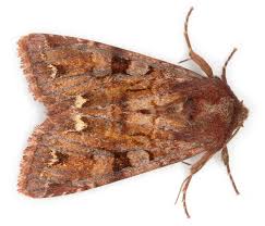 Attēlu rezultāti vaicājumam “Ceramica pisi”