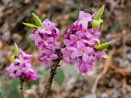 Attēlu rezultāti vaicājumam “Daphne mezereum flower”