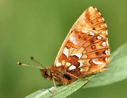 Attēlu rezultāti vaicājumam “Boloria aquilonaris”