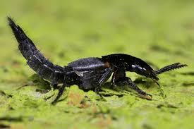 Attēlu rezultāti vaicājumam “Pantilius tunicatus imago”