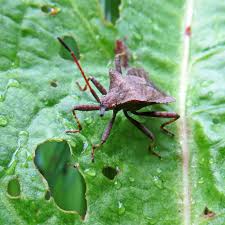 Attēlu rezultāti vaicājumam “Coreus marginatus imago”