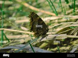 Attēlu rezultāti vaicājumam “Nymphalis xanthomelas pupa”