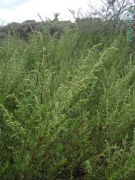 Attēlu rezultāti vaicājumam “Artemisia campestris”