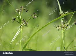 Attēlu rezultāti vaicājumam “Scirpus sylvaticus”