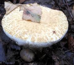 Attēlu rezultāti vaicājumam “Gyroporus cyanescens”