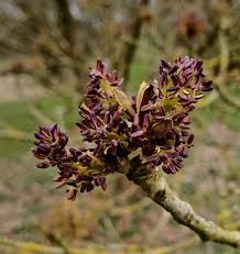 Attēlu rezultāti vaicājumam “Fraxinus pennsylvanica male flower”