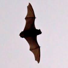 Attēlu rezultāti vaicājumam “Nyctalus noctula”