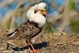 Attēlu rezultāti vaicājumam “Philomachus pugnax”