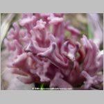 Attēlu rezultāti vaicājumam “Clavulina amethystina”