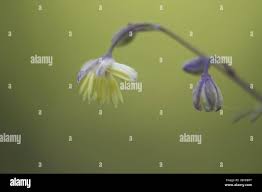 Attēlu rezultāti vaicājumam “Thalictrum aquilegifolium bud”