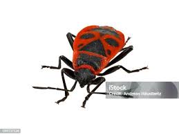 Attēlu rezultāti vaicājumam “Pyrrhocoris apterus”