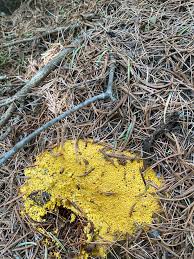 Attēlu rezultāti vaicājumam “Oligonema sp.”