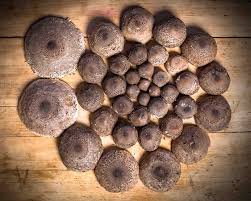 Attēlu rezultāti vaicājumam “Macrolepiota”