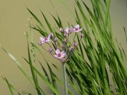 Attēlu rezultāti vaicājumam “Butomus umbellatus flower”