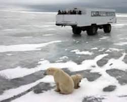 Image result for tundra buggy