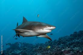 Image result for Negaprion acutidens