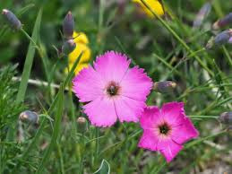 Image result for Steinnelke