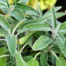 Image result for Salbei