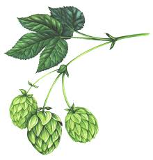 Attēlu rezultāti vaicājumam “Humulus lupulus fruit”