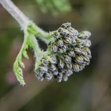 Attēlu rezultāti vaicājumam “Achillea millefolium bud”