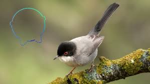 Image result for Sylvia sarda