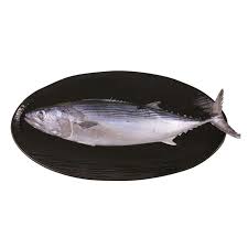 Image result for Euthynnus affinis