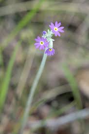 Attēlu rezultāti vaicājumam “Primula farinosa fruit”