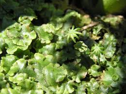 Attēlu rezultāti vaicājumam “Pseudobryum cinclidioides”