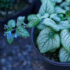Image result for Brunnera `Jack Frost`