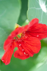 Attēlu rezultāti vaicājumam “Tropaeolum majus leaf”