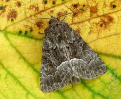 Attēlu rezultāti vaicājumam “Thalpophila matura”